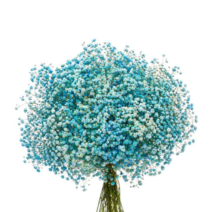 Blue-tinted Turquoise Gypsophila flowers with 10 stems, showcasing delicate white blossoms from Bella Rose.