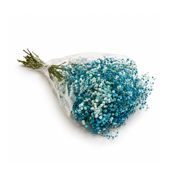 Turquoise tinted gypsophila flower stems, 10-pack from Bella Rose, showcasing delicate blooms with vibrant blue coloring.