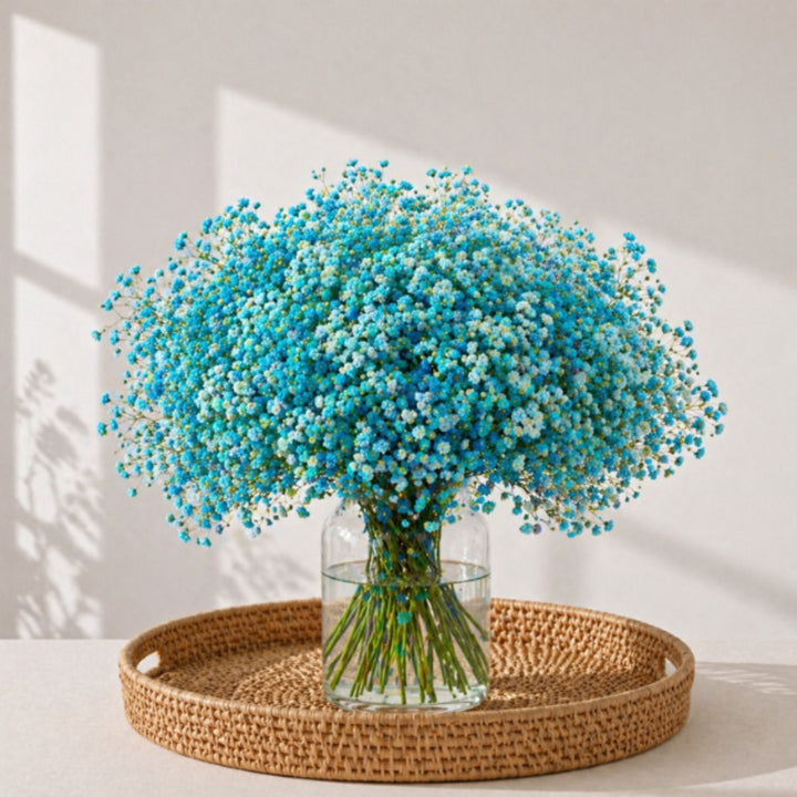 Turquoise tinted Gypsophila flowers from Bella Rose, 10 stems, showcasing delicate blue blooms in a natural arrangement.