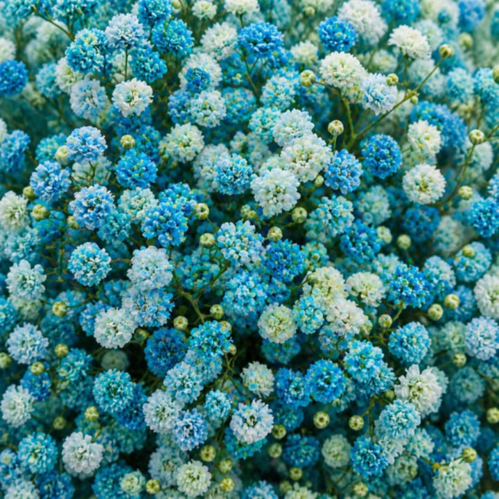 Turquoise tinted Gypsophila flowers with 10 stems, natural floral arrangement by Bella Rose, shown in close-up.