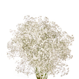 Gypsophila, Xlence White, 10 Stems