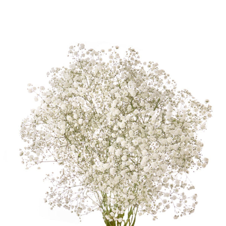 Bouquet of Bella Rose Xlence White Gypsophila flowers with 10 stems, delicate small white blooms on thin green stems.
