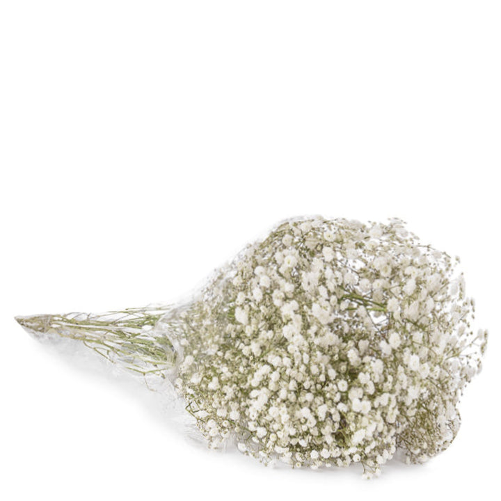 Bouquet of 10 XLence White Gypsophila flowers from Bella Rose, showcasing delicate white blooms on slender stems.