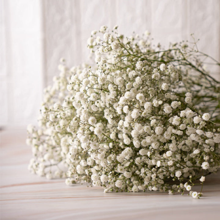 Close-up of Bella Rose XLence White Gypsophila flowers with delicate white blooms on multiple stems.