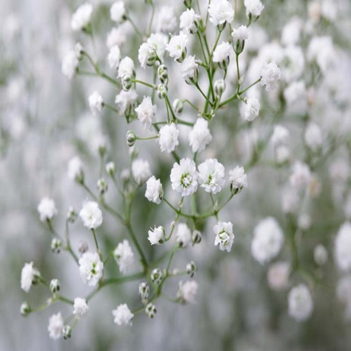 Bouquet of 10 XLence White Gypsophila flower stems from Bella Rose, with delicate white blooms and green stems.
