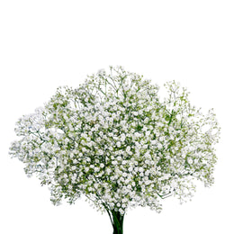 Gypsophilia, Baby’s Breath, White, ZinZi, 10 Stems