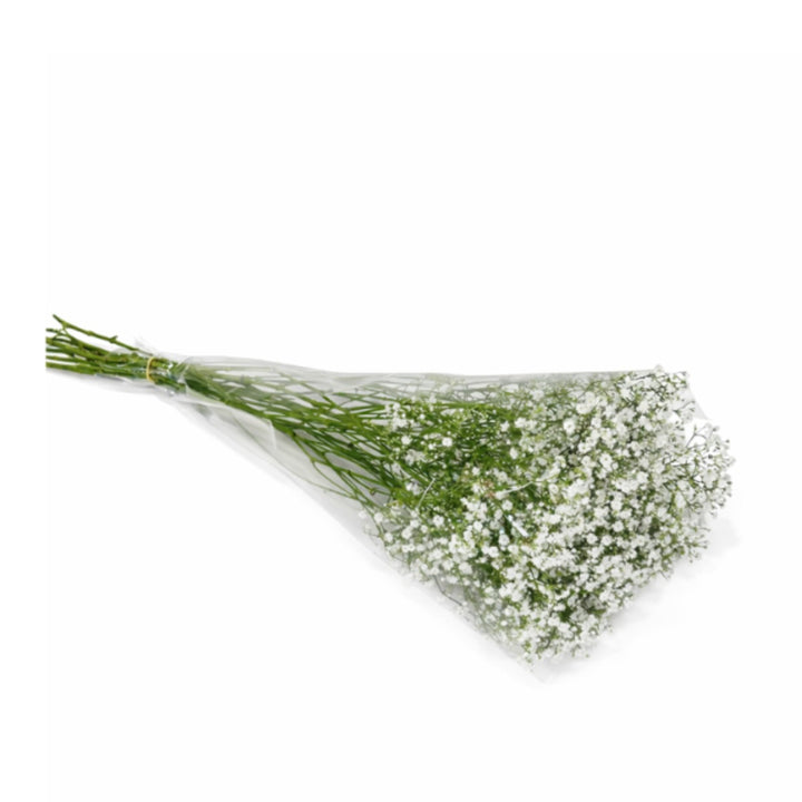 White Gypsophilia or Baby’s Breath flowers with delicate small blooms on 10 stems, arranged in a natural bouquet.