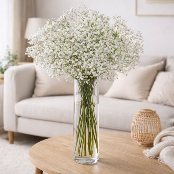 White Baby’s Breath flowers from ZinZi, arranged in 10 stems, showcasing delicate, airy blooms perfect for floral arrangements.