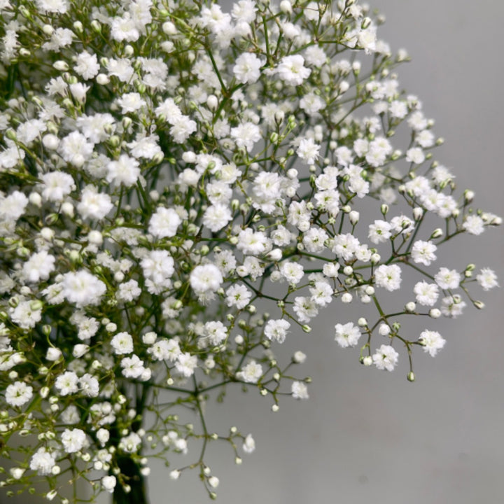 White Gypsophilia (Baby’s Breath) flowers from ZinZi, arranged in 10 stems, showcased by Black Tulip.