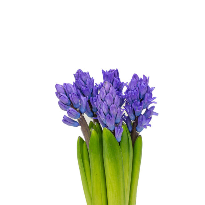 Hyacinth blue scented flowers with 5 stems from Fresh Flower Holland, showcasing vibrant blossoms and lush green leaves.