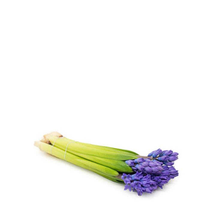 Scented hyacinth blue flowers on five stems from Fresh Flower Holland, natural floral arrangement for home decor.