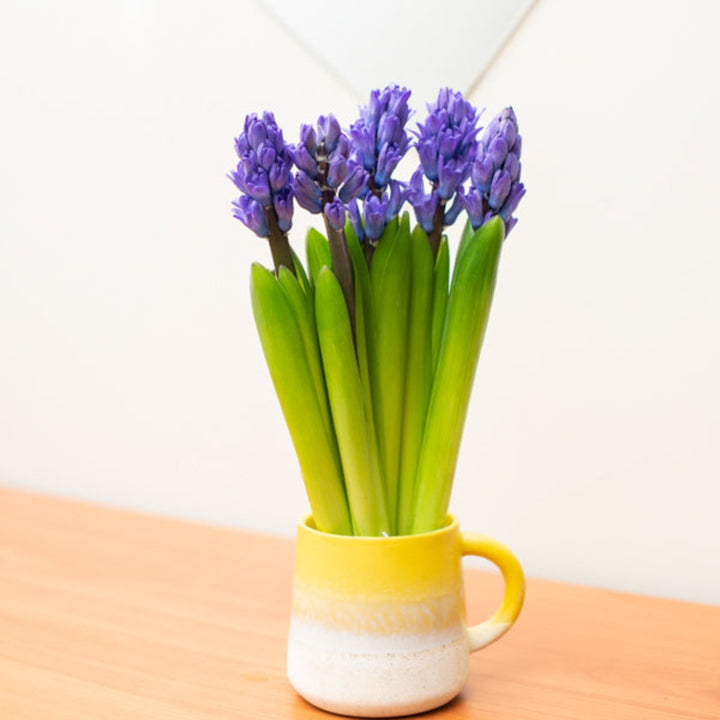 Hyacinth blue scented flower stems from Fresh Flower Holland, featuring five fresh, vibrant hyacinth blossoms.