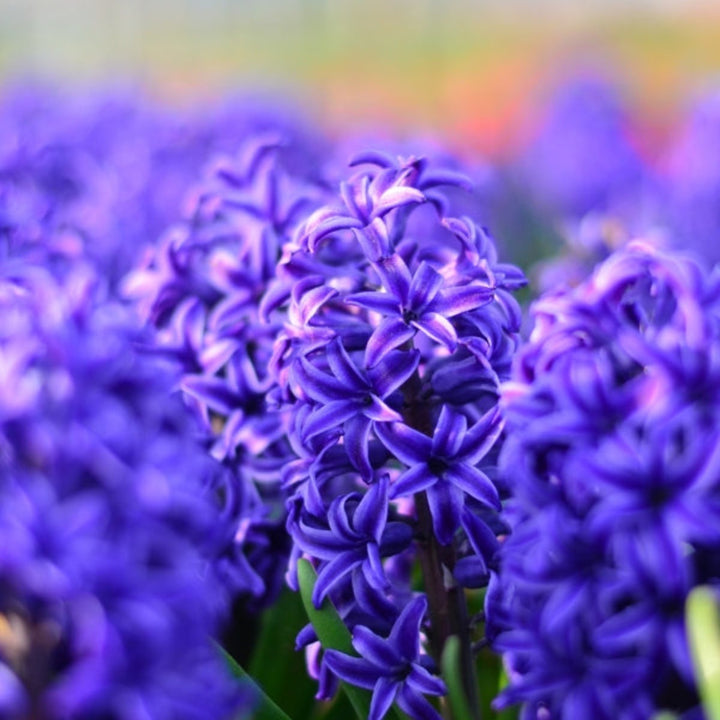 Hyacinth blue scented flower stems from Fresh Flower Holland, five stems of vibrant, fragrant hyacinths arranged naturally.