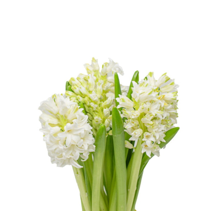Hyacinth, Top White, scented, 5 Stems - Sharbatly.Club