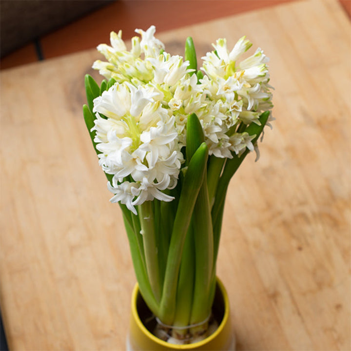 Hyacinth, Top White, scented, 5 Stems - Sharbatly.Club