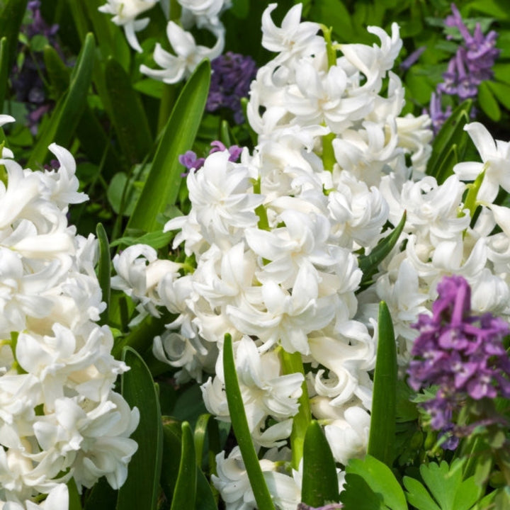 Hyacinth, Top White, scented, 5 Stems - Sharbatly.Club