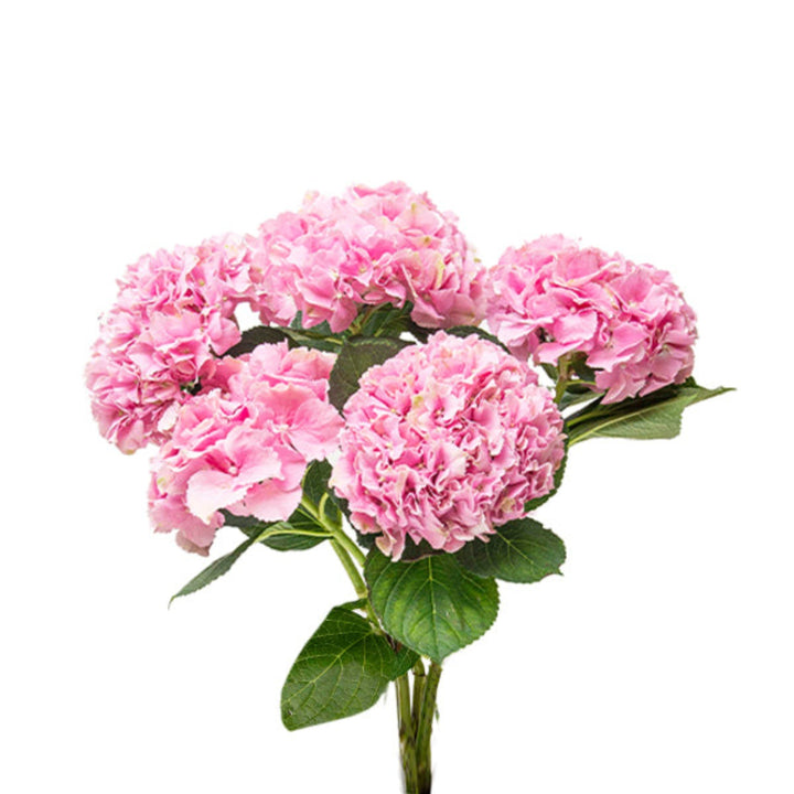 Pink hydrangea flowers from SQ Flora Kenya's Hydrangea Force collection, featuring 5 stems of vibrant pink blooms.
