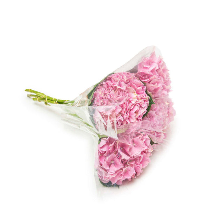 Pink hydrangea flowers from SQ Flora Kenya, five stems of vibrant, fresh pink hydrangea blooms for floral arrangements.