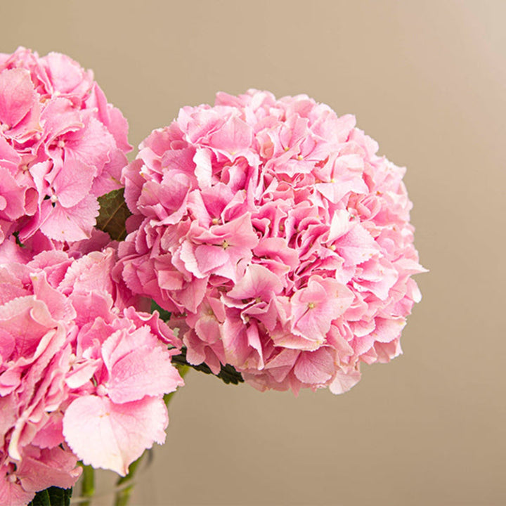 Pink Hydrangea Force flower stems from SQ Flora Kenya, featuring five lush, vibrant pink hydrangea blooms.