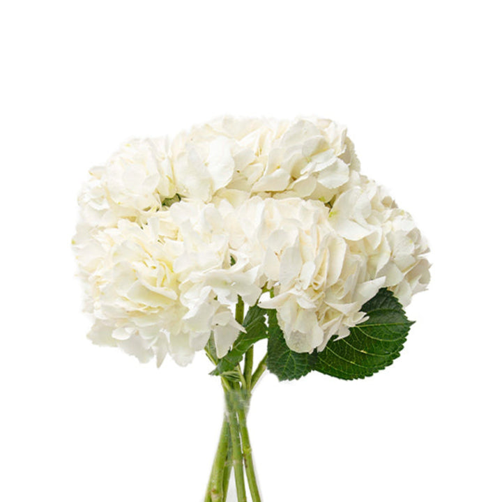 White Hydrangea Ice Age flower stems by SQ Flora Kenya, featuring five lush, fresh-looking hydrangea stems for floral arrangements.