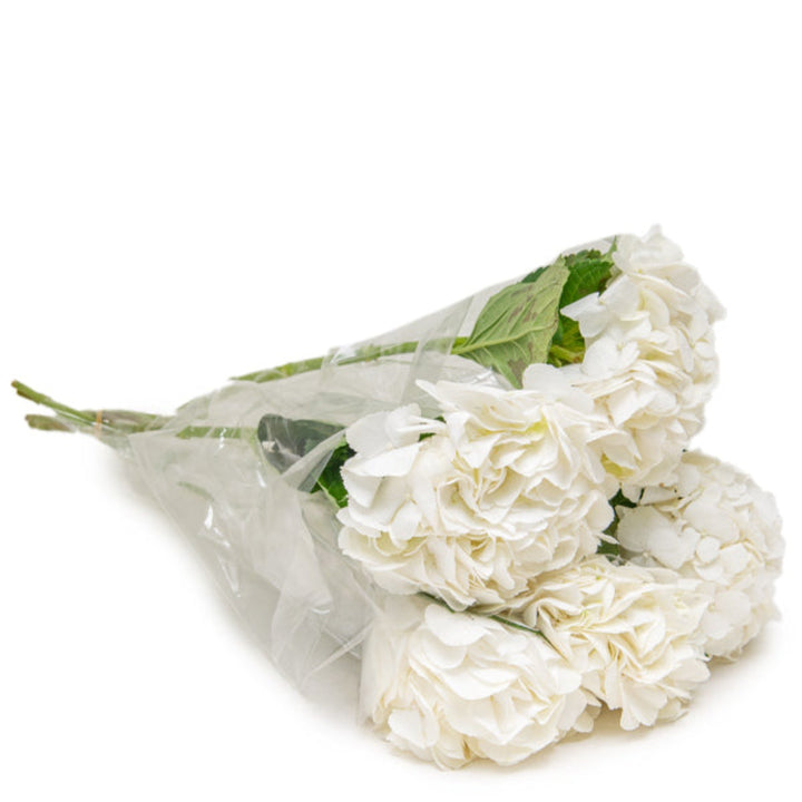 White Hydrangea Ice Age flowers with five stems, arranged naturally, by SQ Flora Kenya, showcasing their lush, full flower heads.