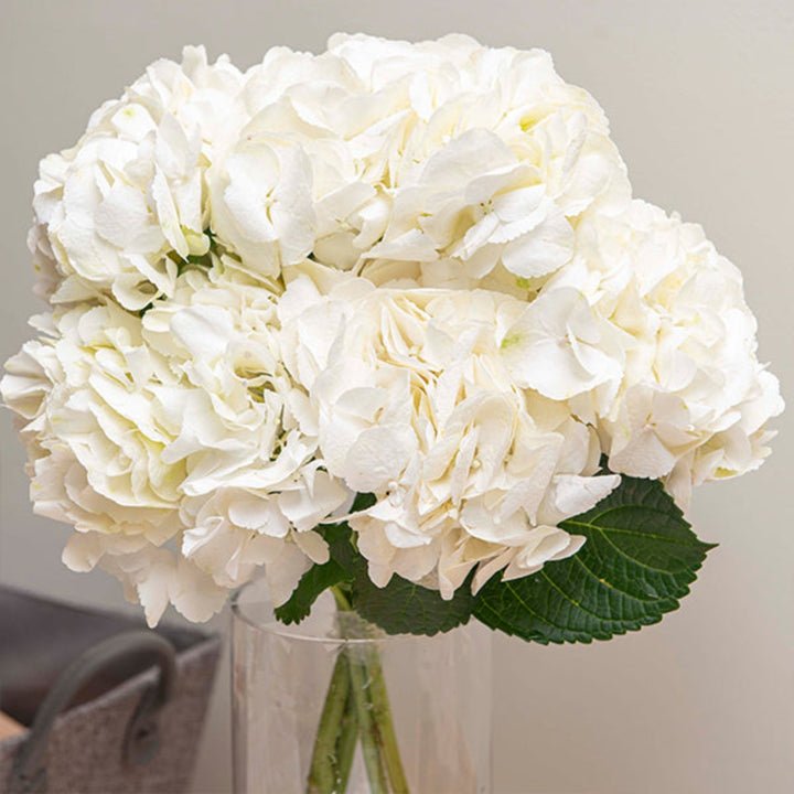 White Hydrangea Ice Age flowers on five stems from SQ Flora Kenya, showcasing lush, full blooms with green stems.