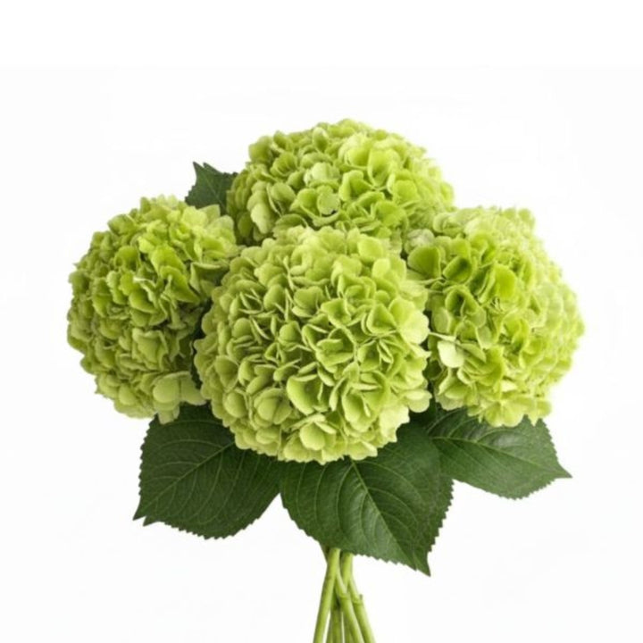 Green Cloud hydrangea flower stems by SQ Flora Kenya, showing multiple lush green blooms on elegant stems.