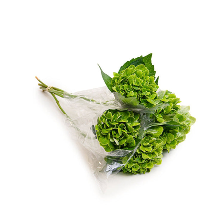 Green Hydrangea Green Cloud flower stems from SQ Flora Kenya, showcasing lush blooms on five elegant stems.