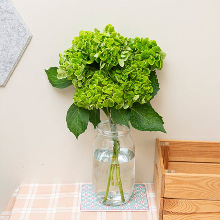 Green Cloud Hydrangea flower stems from SQ Flora Kenya, featuring lush green blooms in a natural floral arrangement.