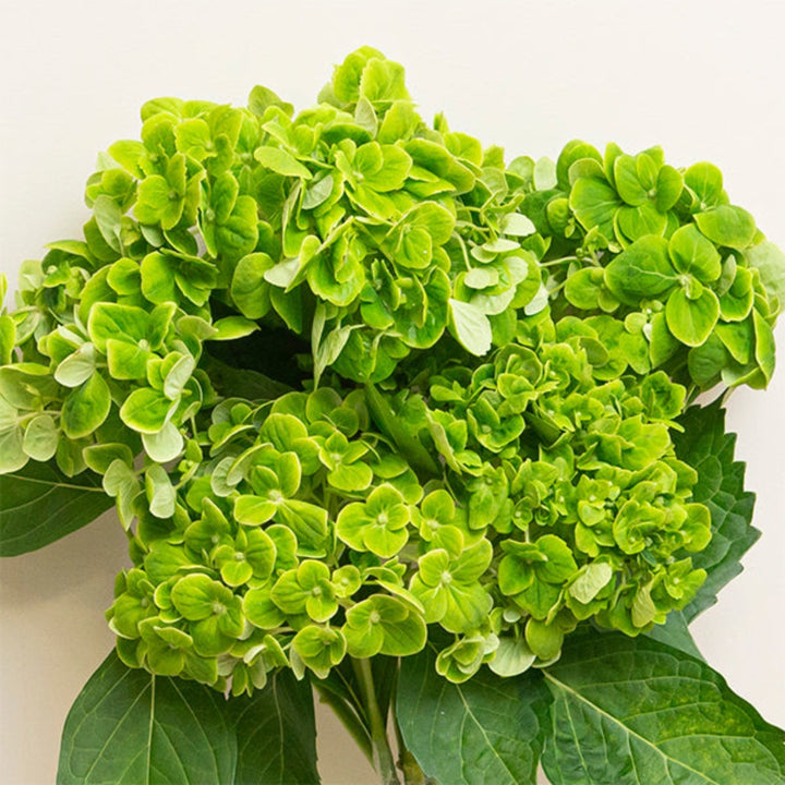 Green Cloud hydrangea flower stems from SQ Flora Kenya with lush, vibrant blooms, displayed in a natural arrangement.