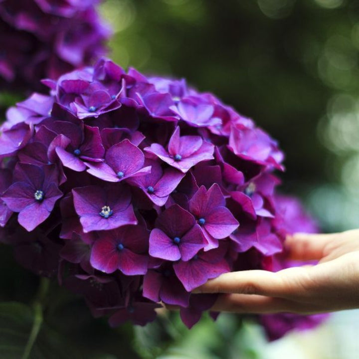 Purple hydrangea flowers from SQ Flora Kenya, arranged in a bouquet with five stems, showcasing vibrant, lush blooms.