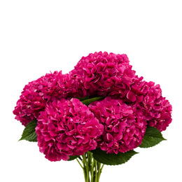 Hydrangeas, Trophy red, 5 Stems
