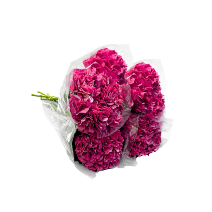 Red Trophy Hydrangeas flower stems from SQ Flora Kenya, showcasing vibrant blooms and lush green foliage.