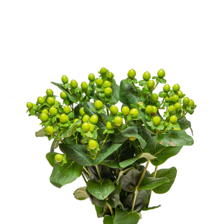 Green Hypericum flower stems from Black Tulip, featuring 10 Coco Bamboo-inspired blooms arranged naturally.