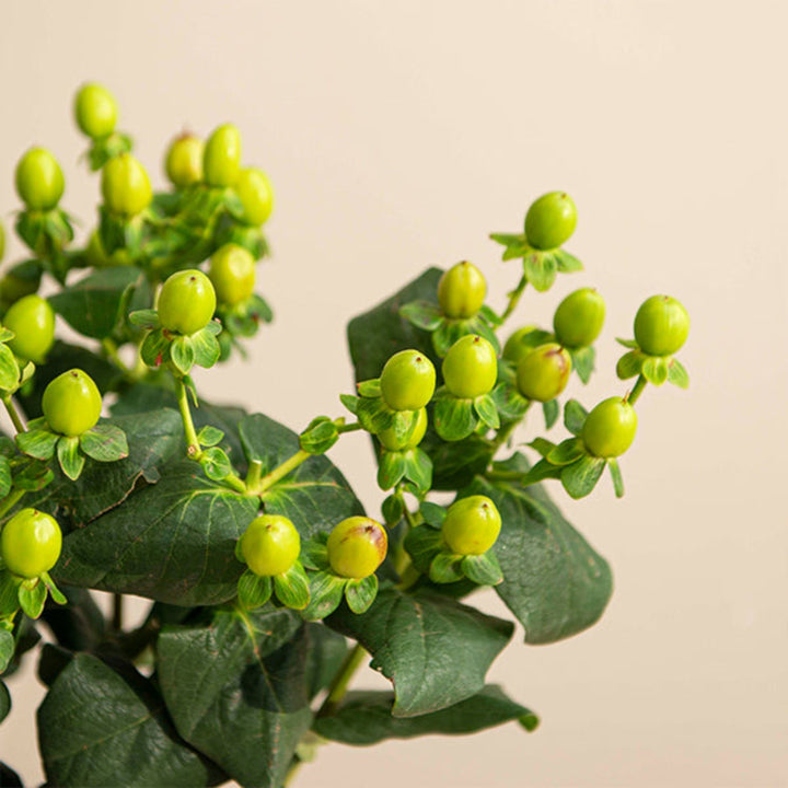 Green Hypericum Coco Bamboo flower stems from Black Tulip, showcasing vibrant stems and lush green foliage.