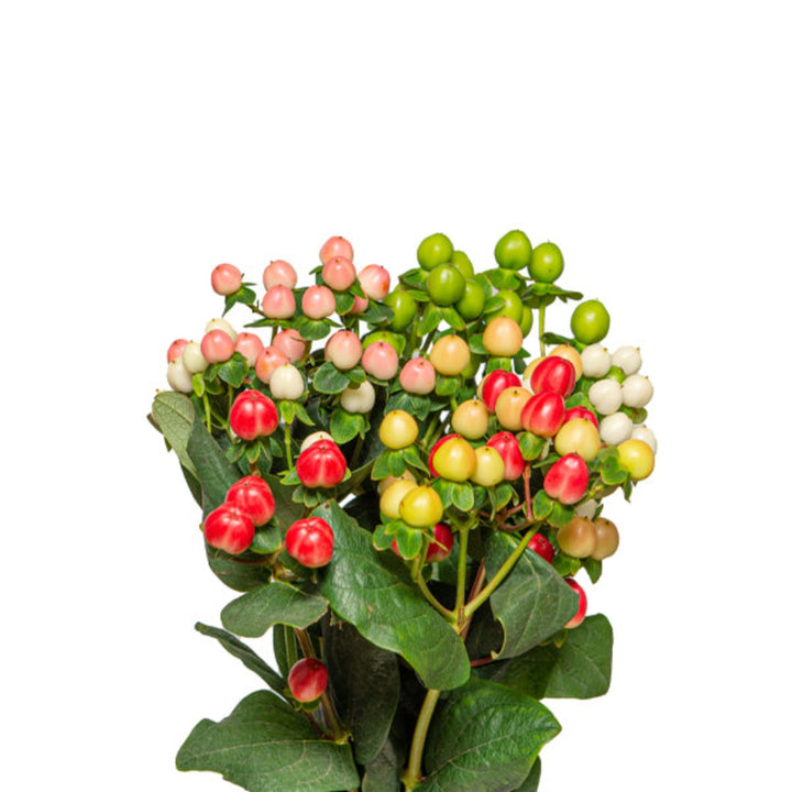 Fresh Hypericum Coco Rainbow flower stems from Fresh Flower Holland, showcasing vibrant colorful berries on multiple stems.