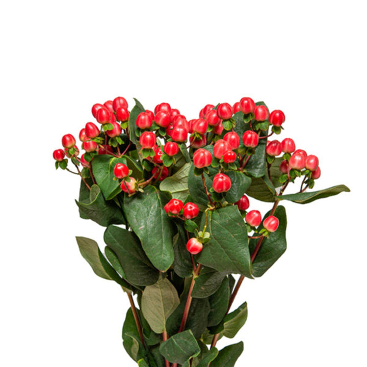 Red Hypericum Coco Tango flower stems by Black Tulip, featuring vibrant blooms on multiple stems.