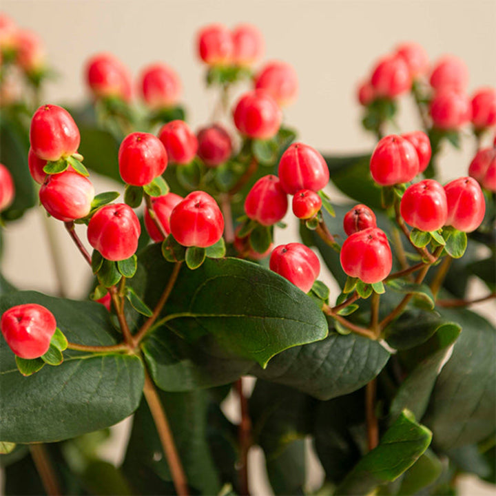 Red Hypericum Coco Tango flower stems by Black Tulip, showing vibrant red berries on 10 fresh flower stems.