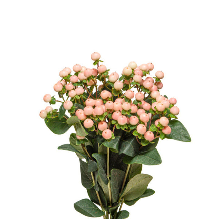 Black Tulip Hypericum Coco Tiamo flower stems, showing vibrant yellow berries and lush green leaves on multiple stems.