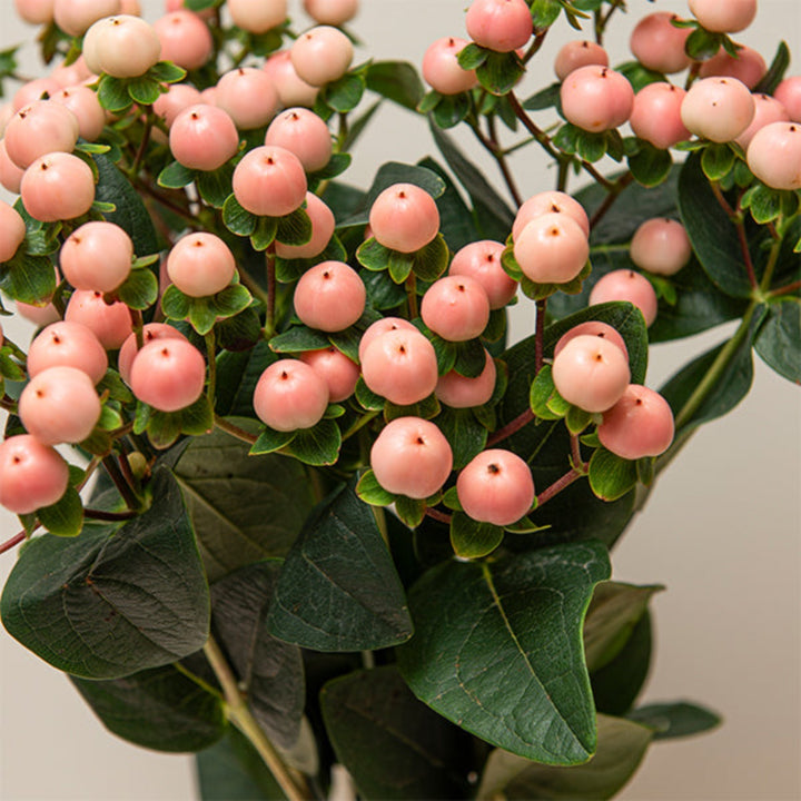 Fresh Hypericum Coco Tiamo flowers on 10 stems, vibrant yellow berries, arranged naturally for floral decoration.