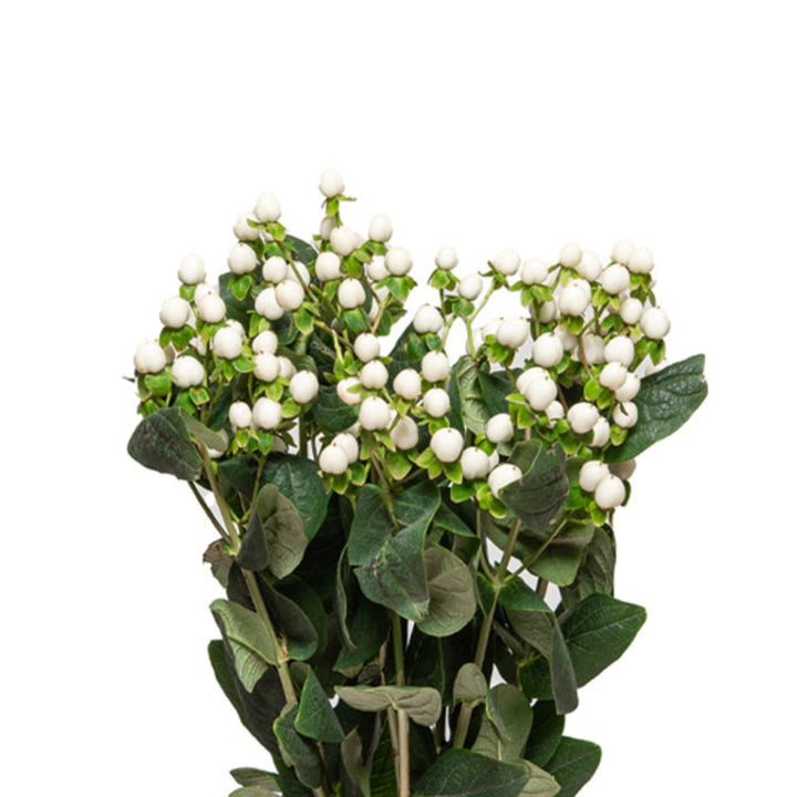 White Hypericum Coco Uno flower stems from Black Tulip, showing 10 fresh white flower stems with green leaves.