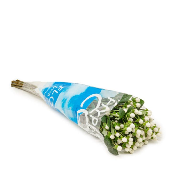 White Hypericum Coco Uno flowers on 10 stems, fresh floral arrangement by Black Tulip with vibrant blooms.