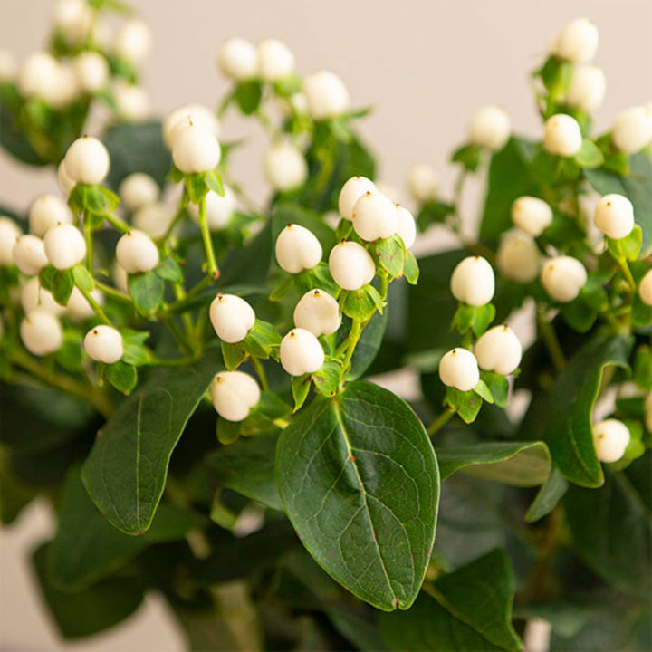 White Hypericum Coco Uno flower stems by Black Tulip, showing 10 fresh floral stems with green leaves.