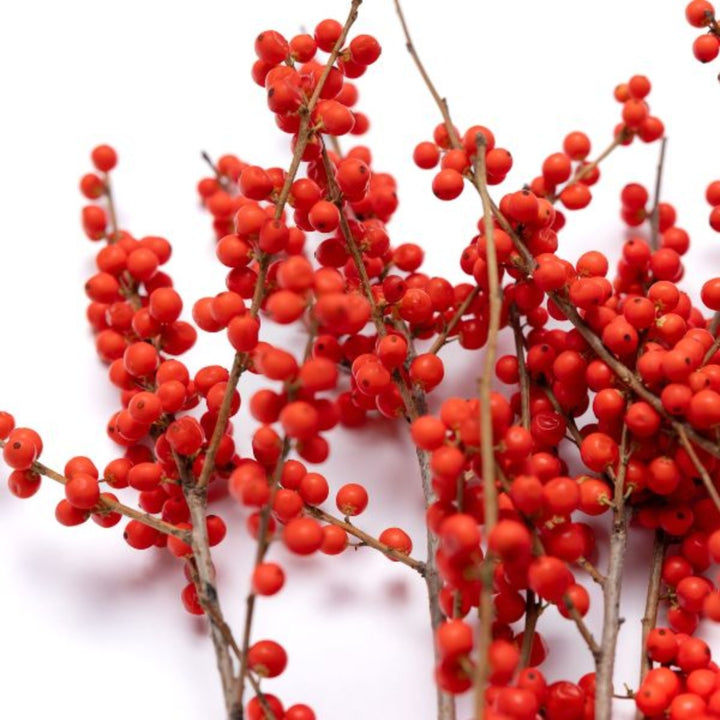 Ilex berries , red, 10 stems - Sharbatly.Club