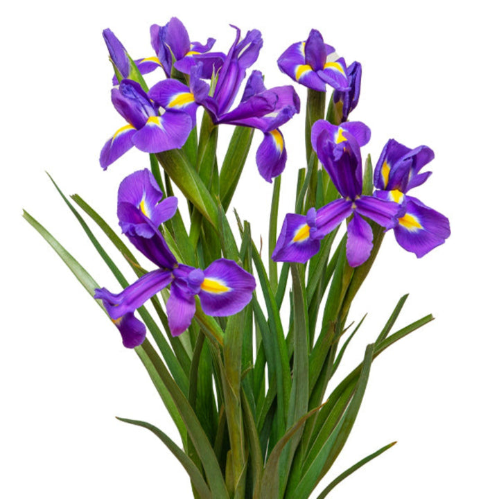 Blue Dutch Iris flowers from Fresh Flower Holland, showcasing 10 vibrant, delicate blue hybrid iris stems.