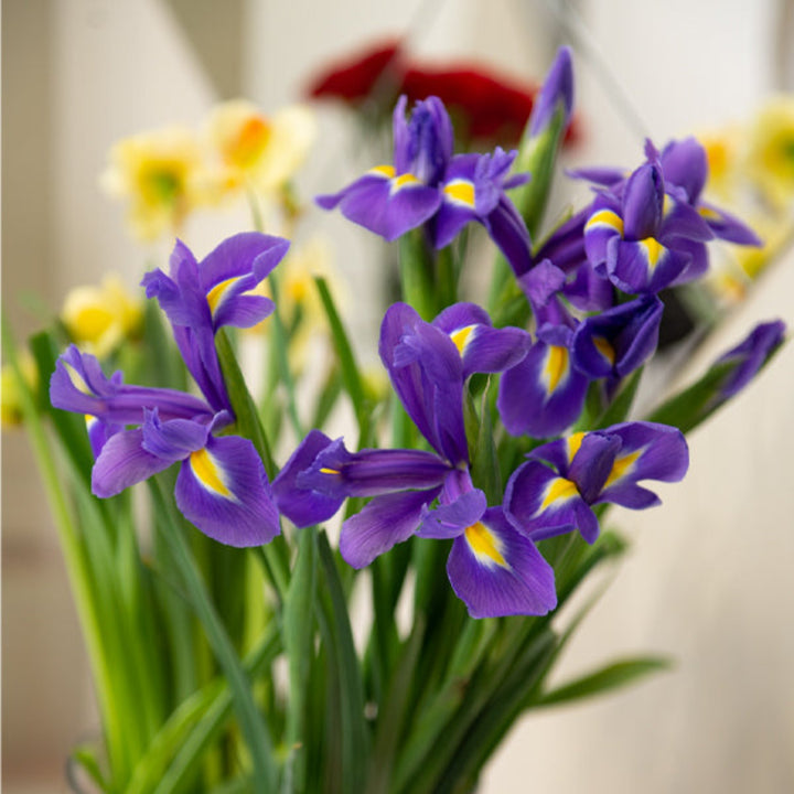 Blue Magic Dutch Iris flowers from Fresh Flower Holland, 10 stems of vibrant blue hybrid iris blooms.