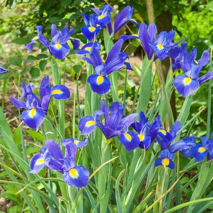 Blue Magic Dutch Iris flowers, 10 stems, fresh flowers from Holland showcasing vibrant blue blooms and green foliage.