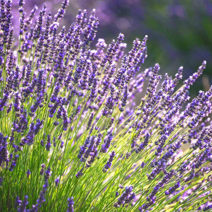 Semi-dried lavender flower bunch in 0.1 kg from Fresh Flower Holland, showing purple lavender stems and blossoms.