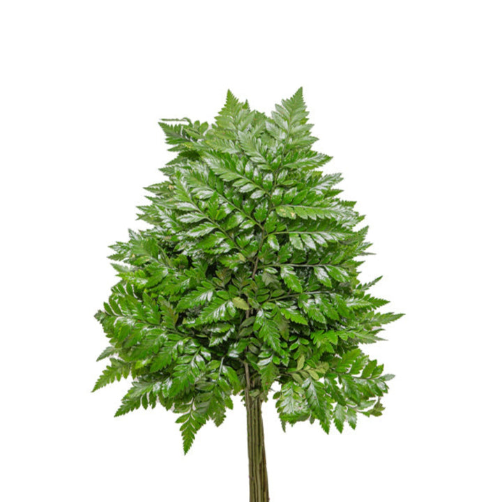 Fresh Flower Holland leather leaf fern stems, 18-pack, lush green artificial flower foliage for floral arrangements and decor.