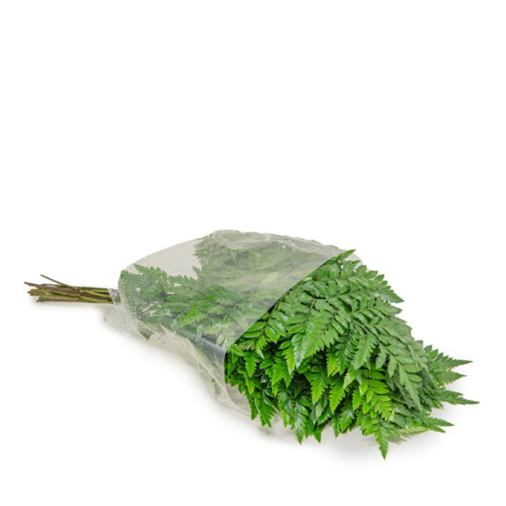 Fresh Flower Holland leather leaf fern stems, 18-piece floral arrangement with realistic green foliage for decorative use.